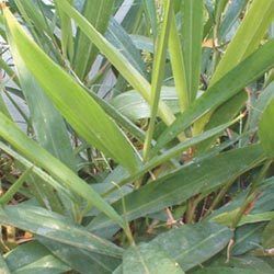 Alpinia Calcarata