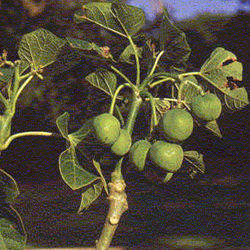 Jatropha curcas