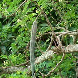 Moringa Oleifera