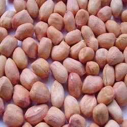 Groundnut Seeds (Java/HPS)