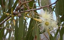 Eucalyptus Tereticornis