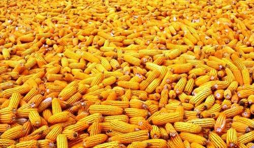 Yellow Corn