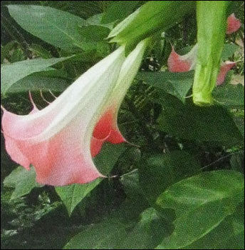 Datura Arborea Flower Plant