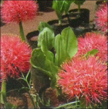 Haemanthus Multiflorus Flower Plant
