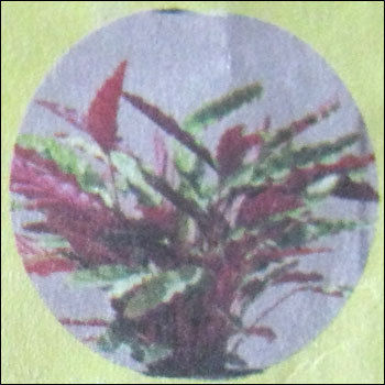 Calathea Flower Plant