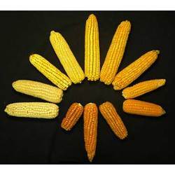 Maize