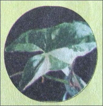 Syngonium Flower Plant