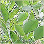 Eucalyptus Oil