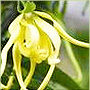 Ylang Ylang Oil - Pure Aromatic Extract | Historical Cosmetic Essential for Skin and Hair Care