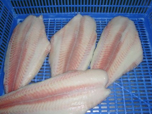 Pangasius