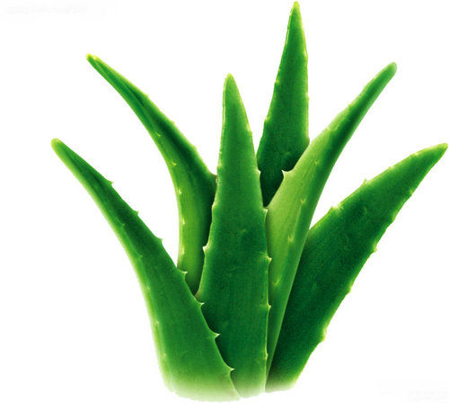 Aloe Vera Extract