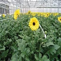 Commercial Flower Production