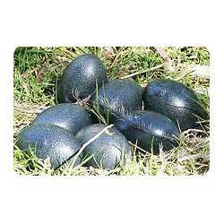 Ablaze EMU Eggs