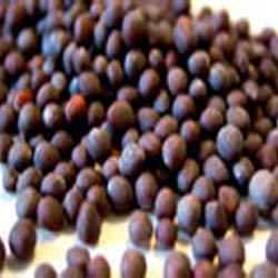 Black Mustard Seeds