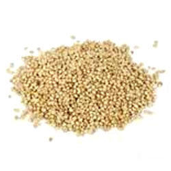 Coriander Seeds