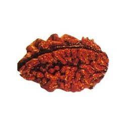 Two Mukhi Rudraksha