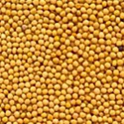 Yellow Mustard Seeds