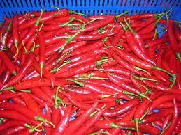 Fresh Chili - Premium Quality, Freshly Harvested, Natural Flavor Enhancer