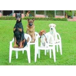 Dog Training Services