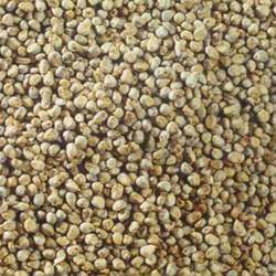 Bajra Feed Grains