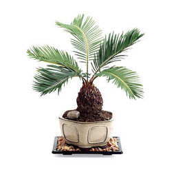 Date Palm Plant