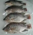 Tilapia Whole Round