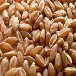 Wheat Grains