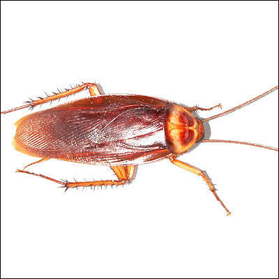 Cockroach Treatment Services - Advanced Chemical Solutions , 24/7 Non-Invasive Pest Eradication Techniques, Bacteria Control and Trapping Systems