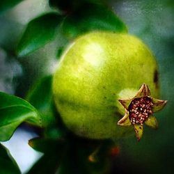 Green Pomegranate
