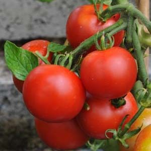 Hybrid Tomato Topspin Seeds