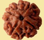 Four Mukhi Rudraksha