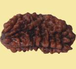 One Mukhi Rudraksha