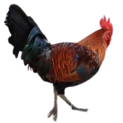 Black With Brown Male Live Country Chicken
