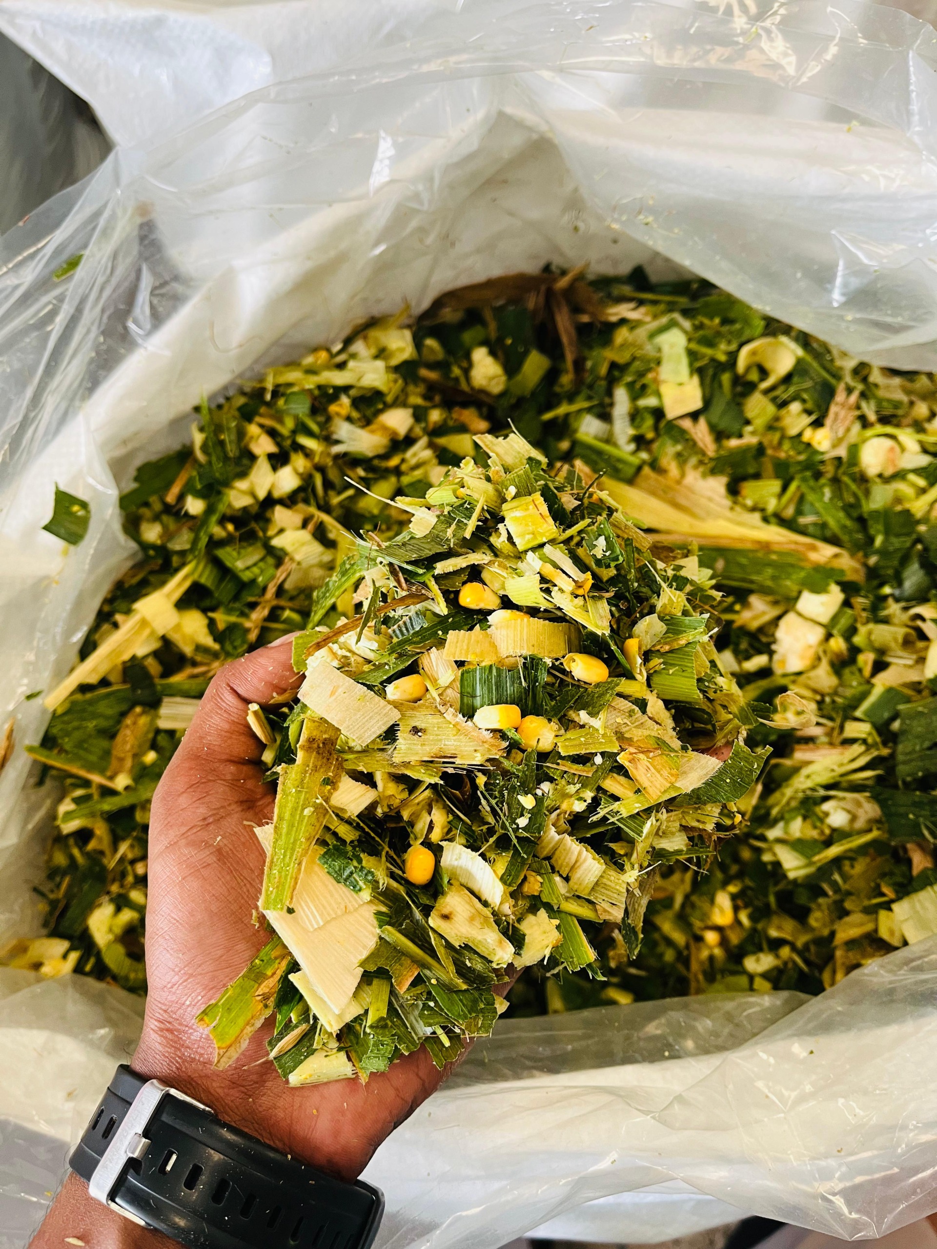 Milky Organic Corn Silage - Application: Fodders