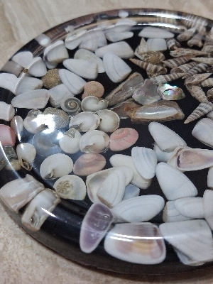 Table Sea Coasters - Sea Shell, Standard Size, Multicolor, Round Shape, 50 Pieces | Polished Finish, Attractive Design, Durable Quality