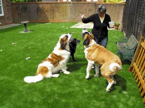 Pet Mat Artificial Grass Without Damage