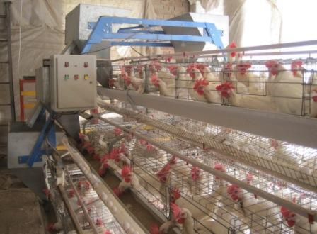 Battery Cages For Poultry