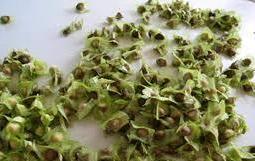 Drumstic Moringa Seed