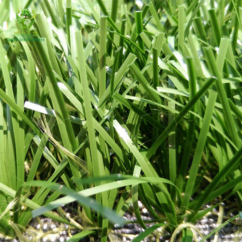 Monofilament Artificial Grass For Sports - Color: Green