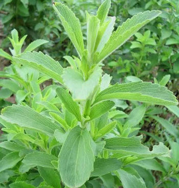 Stevia Extract - Stevioside 80%-95%, Rebaudioside A 50%-99%, Total Glycoside 70%-95% | All-Natural Zero Calorie Sweetener, 300 Times Sweeter Than Sugar