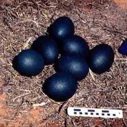 Emu Eggs - Medium to Dark Green, Glasslike Texture | Edible and Artisanal, Ideal for Cooking and Craft Applications