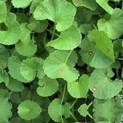 Centella Asiatica