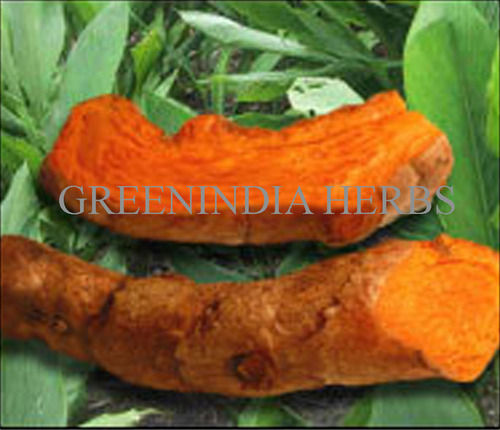 turmeric mother rhizome