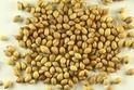 Coriander Seeds Whole - Premium Quality New Crop, Ideal for Authentic Indian Dishes