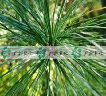 Pine Needle Oil