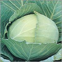 Cabbage