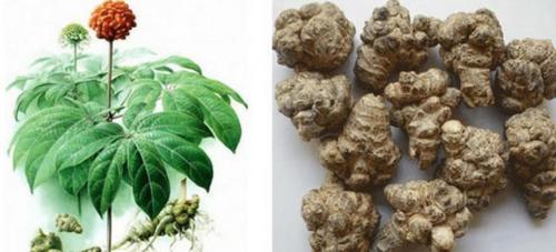 Notoginseng Root Extract