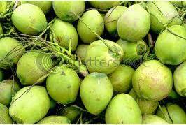 Fresh Green Coconut