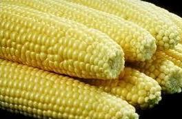 Sweet Corn