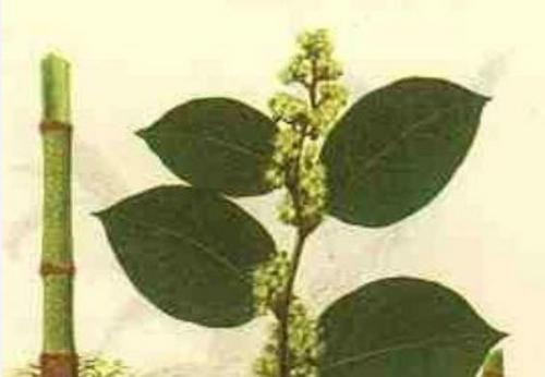 Giant Knotweed Extract